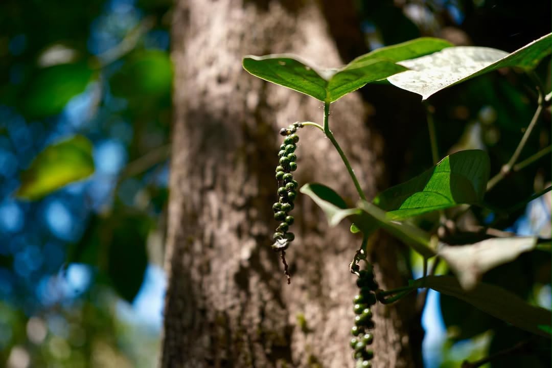 VIA Green Cardamom - close detail