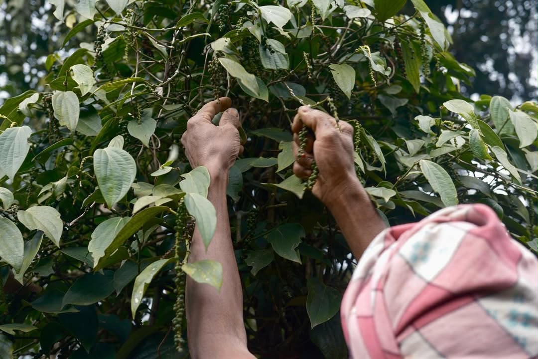VIA Green Cardamom - premium quality